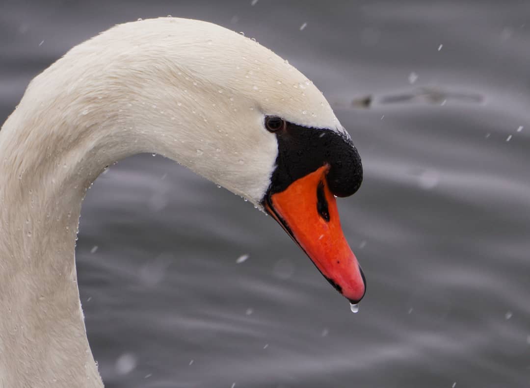 Close Up Swan